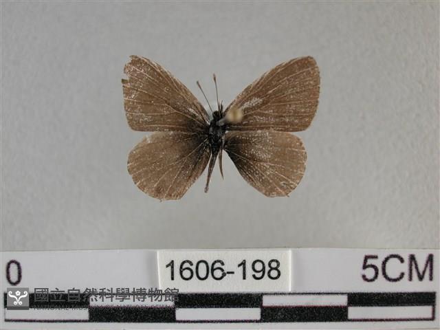 波灰蝶藏品圖，第1張