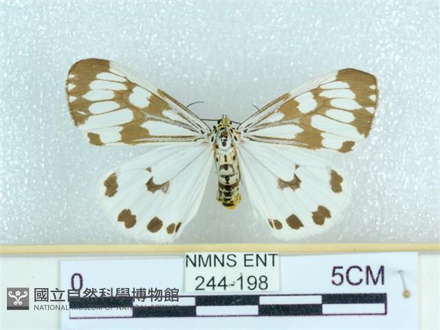 粉蝶燈蛾藏品圖，第1張