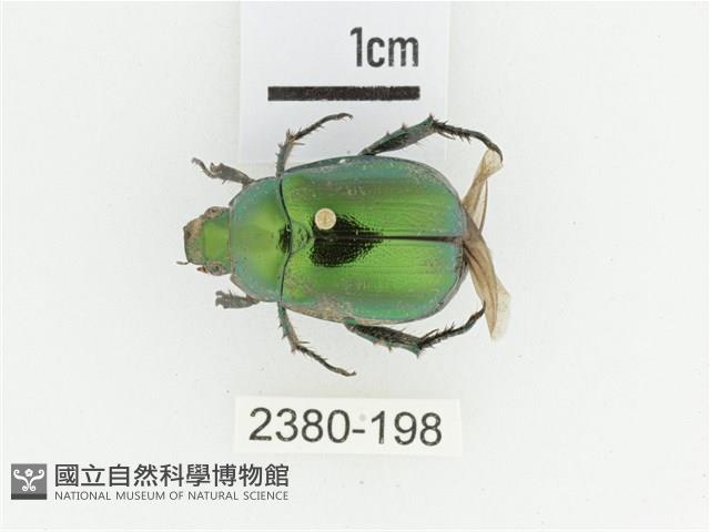 艷金龜藏品圖，第1張