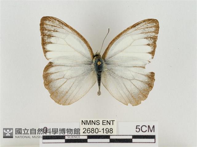 淡褐脈粉蝶藏品圖，第1張