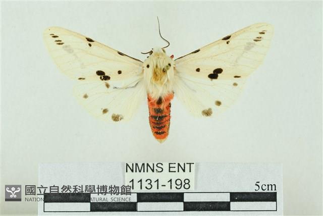 菊池污燈蛾藏品圖，第1張