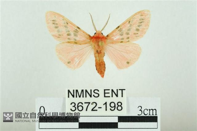 三條橙燈蛾藏品圖，第1張