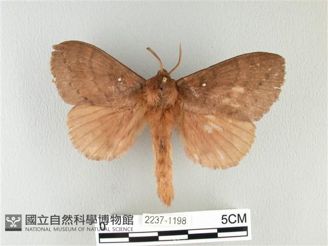 波紋枯葉蛾藏品圖，第1張