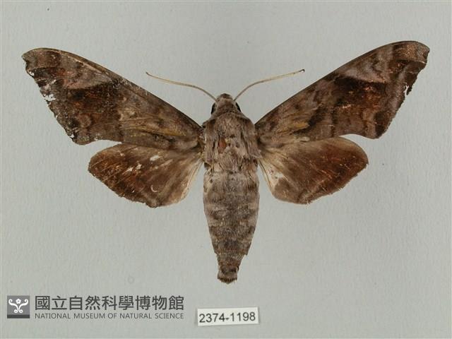 全緣缺角天蛾藏品圖，第1張