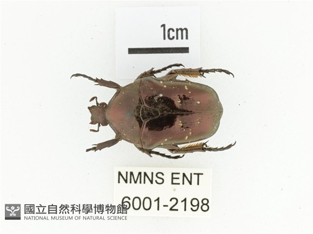 藍艷白點花金龜藏品圖，第1張