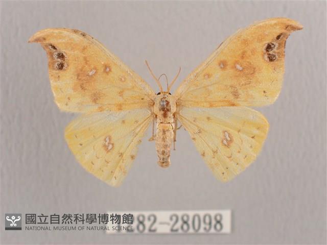 標瑙夜蛾藏品圖，第1張