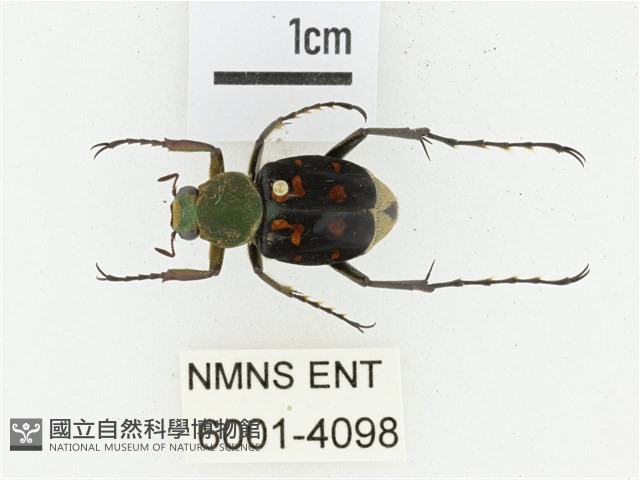 黃肩長腳花金龜藏品圖，第1張