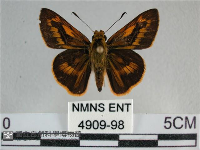 寬邊橙斑弄蝶藏品圖，第1張