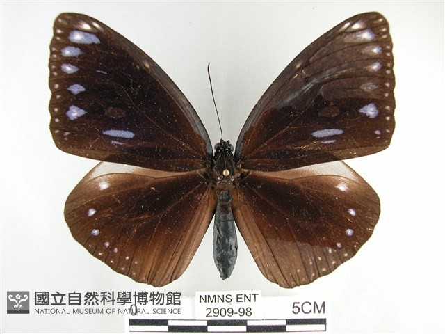 圓翅紫斑蝶藏品圖，第1張