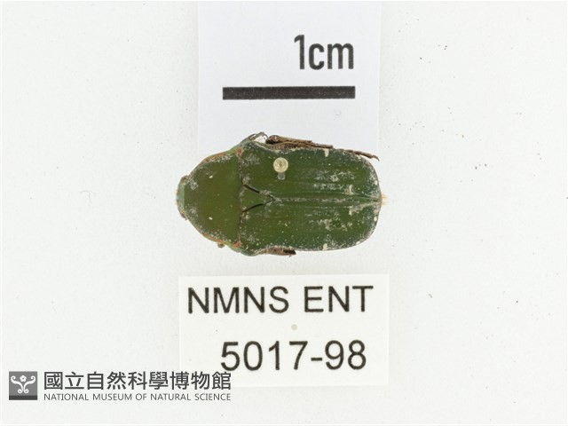 艷邊花金龜藏品圖，第1張