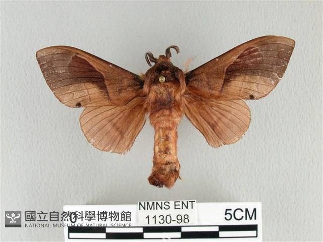 大褐斑枯葉蛾藏品圖，第1張