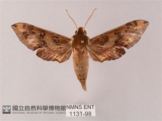 雙斑白肩天蛾藏品圖，第1張