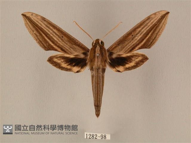 棕綠背線天蛾藏品圖，第1張