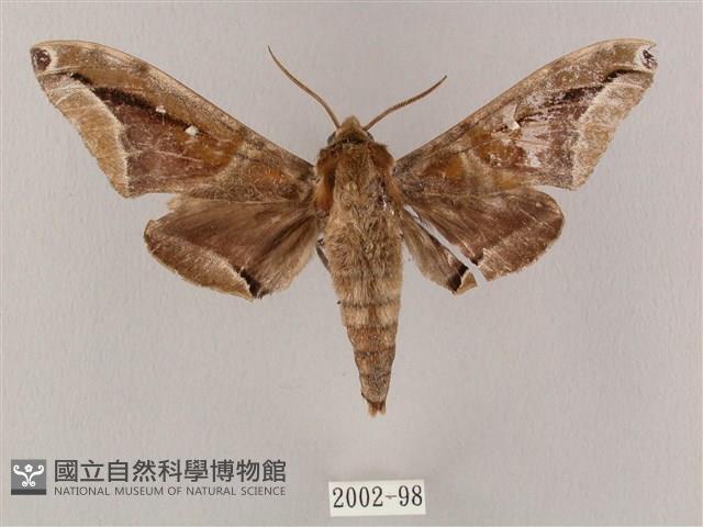 白點天蛾 藏品圖，第1張