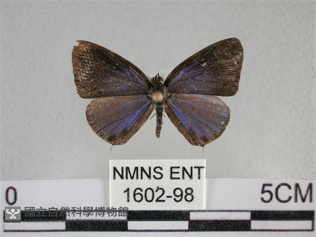 雅波灰蝶藏品圖，第1張