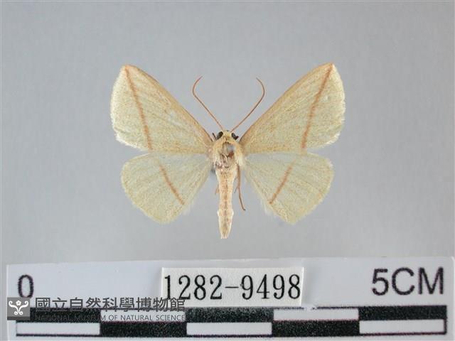 澄線尺蛾藏品圖，第1張