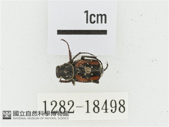 黑虎斑花金龜藏品圖，第1張