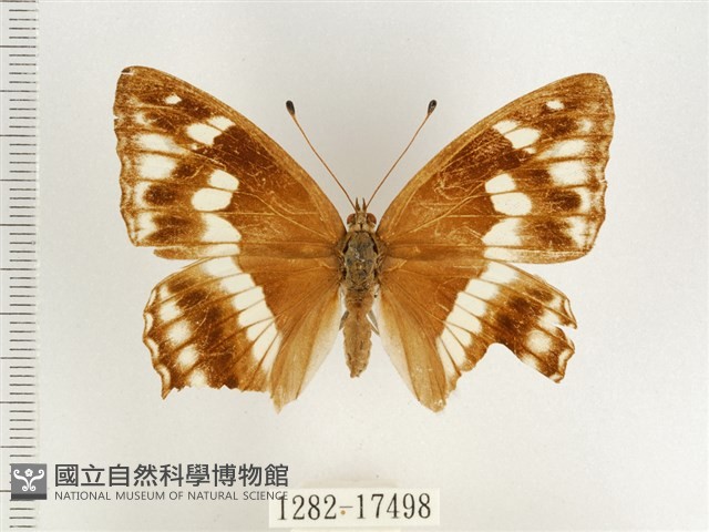 普氏白蛺蝶藏品圖，第1張
