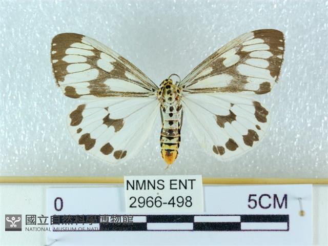 粉蝶燈蛾藏品圖，第1張