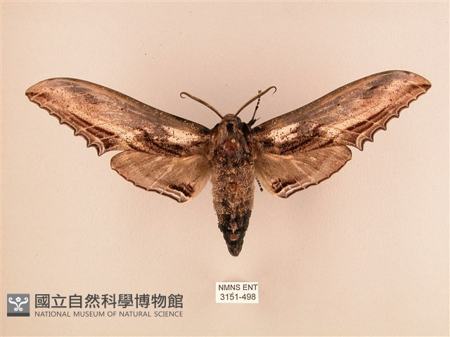 臺灣鋸翅天蛾藏品圖，第1張
