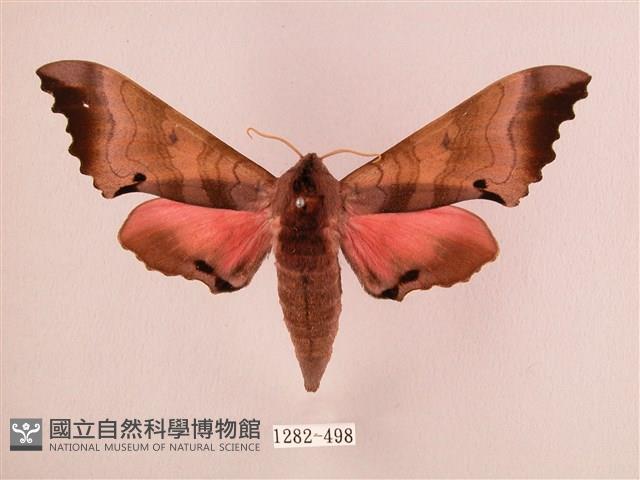 桃紅六點天蛾藏品圖，第1張