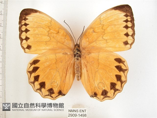 箭環蝶藏品圖，第1張