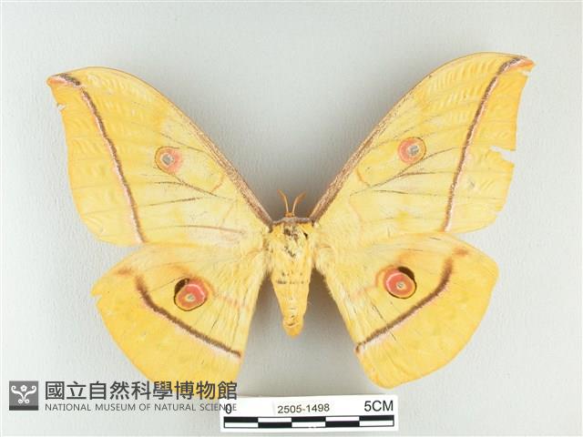 大透目天蠶蛾藏品圖，第1張