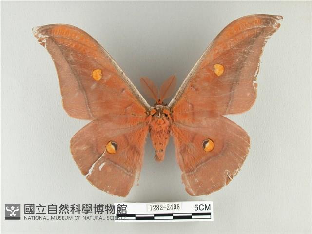 紅目天蠶蛾藏品圖，第1張