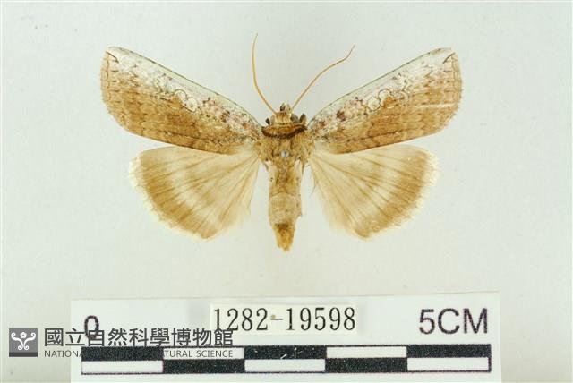 臺洒波紋蛾藏品圖，第1張