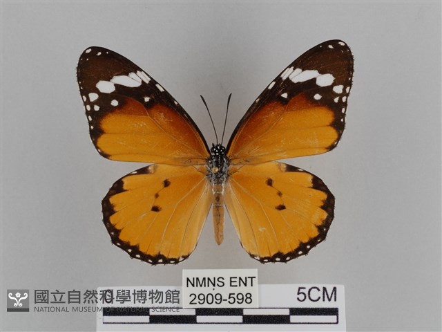 樺斑蝶藏品圖，第1張
