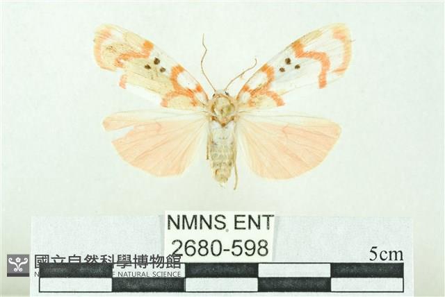 臺雪苔蛾藏品圖，第1張