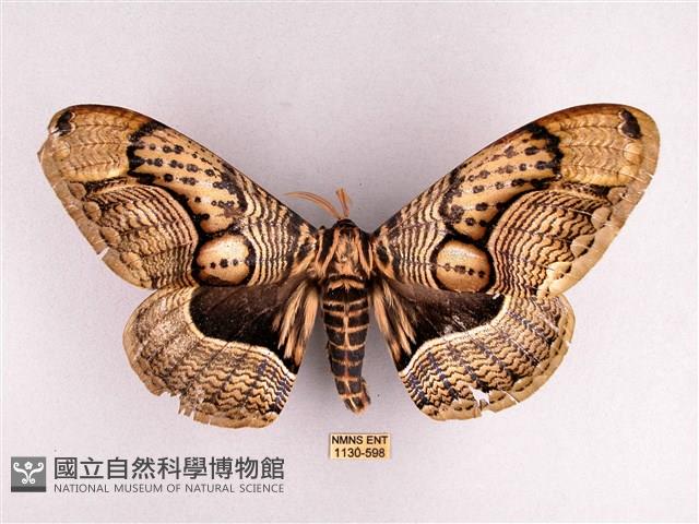 枯球籮紋蛾藏品圖，第1張