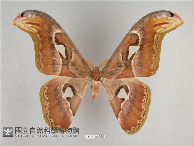 皇蛾藏品圖，第1張