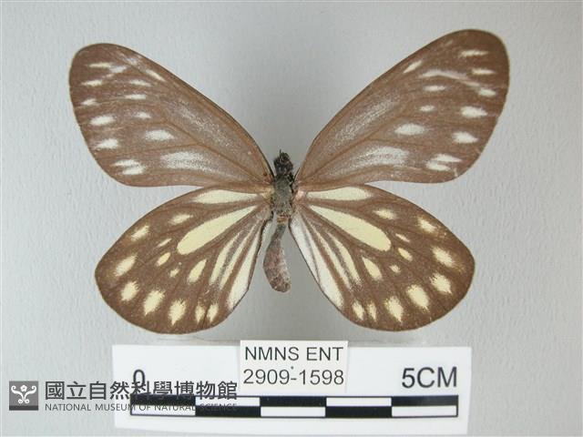 流星絹粉蝶藏品圖，第1張