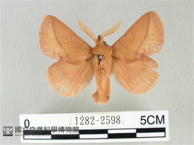 褐斜帶枯葉蛾藏品圖，第1張