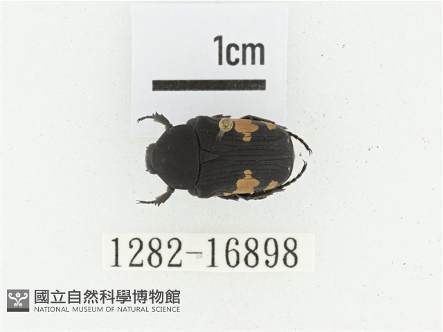 偽橫斑黑花金龜藏品圖，第1張
