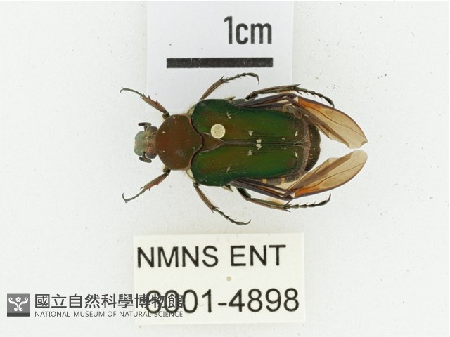 黑斑陷紋金龜藏品圖，第1張