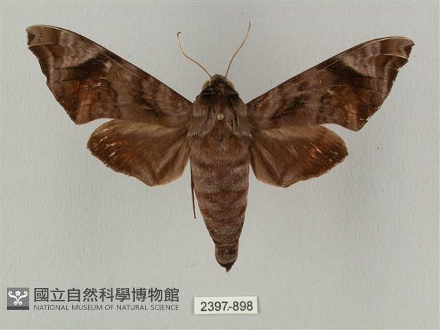 半緣缺角天蛾藏品圖，第1張