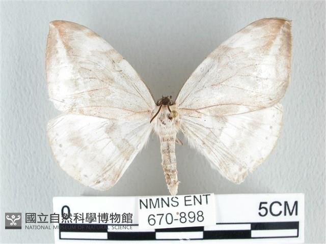 圓翅大鉤蛾藏品圖，第1張