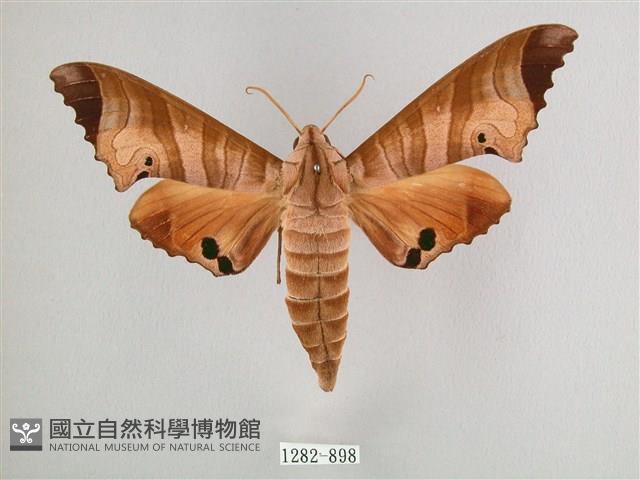 黑角六點天蛾藏品圖，第1張