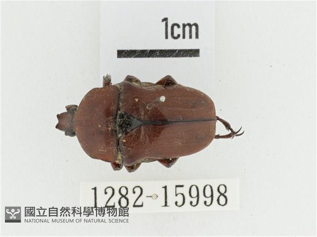 曹德褐騷金龜藏品圖，第1張