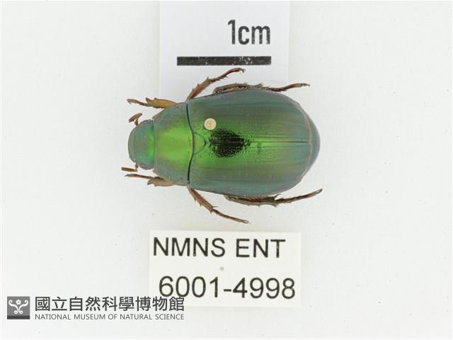 綠艷金龜藏品圖，第1張