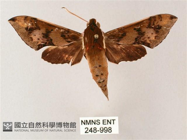 雙斑白肩天蛾藏品圖，第1張