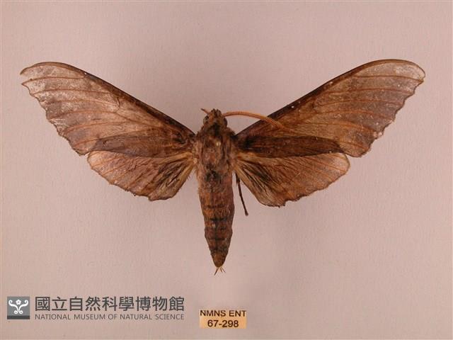 栗六點天蛾藏品圖，第1張