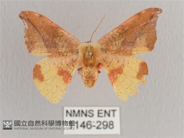 銀端帶鉤蛾藏品圖，第1張