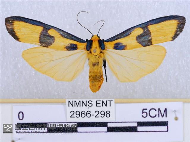 閃光苔蛾藏品圖，第1張