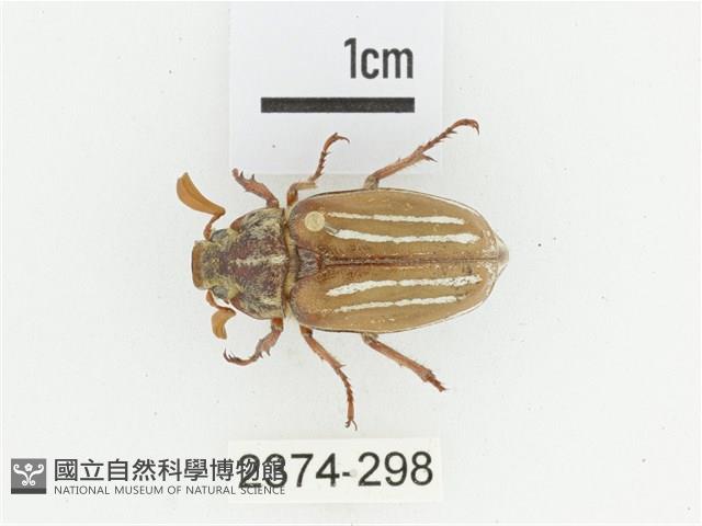 姬白條金龜藏品圖，第1張