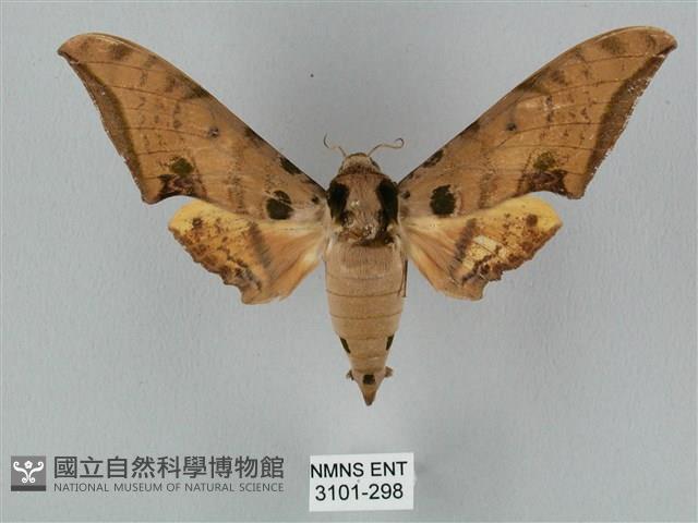 裂斑鷹翅天蛾藏品圖，第1張