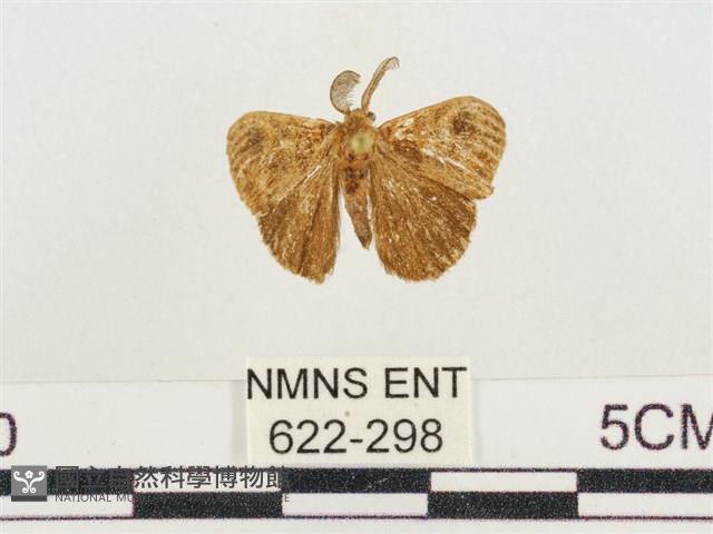 小白紋毒蛾藏品圖，第1張