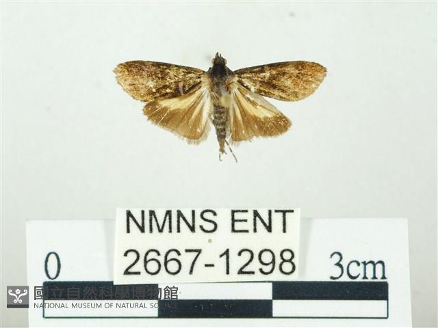 叉紋閃舞蛾藏品圖，第1張